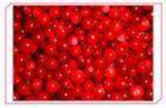 Lingonberry   Anthocyanin